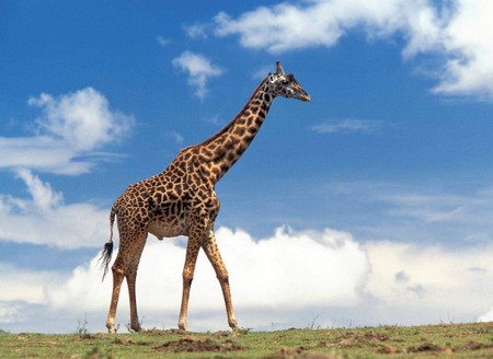 загадки про жирафа