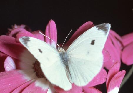 стихи про белую бабочку