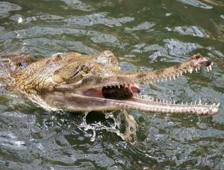 гавиал - один из самых медленных крокодилов