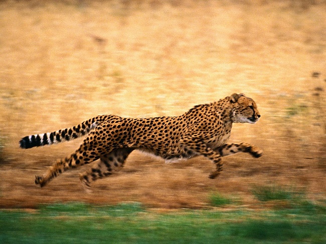 гепард - самое самое быстрое животное в мире