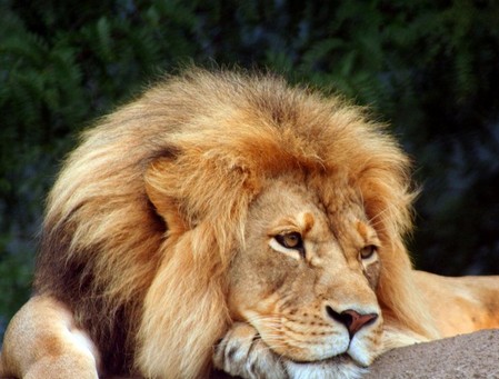лев - самый ленивый хищник