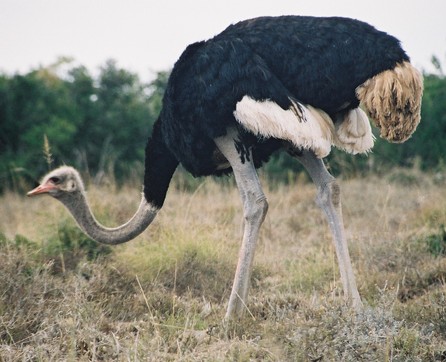 страус - самая быстрая птица