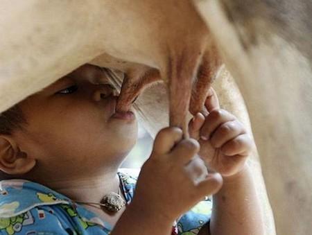 можно ли ребенку коровье молоко