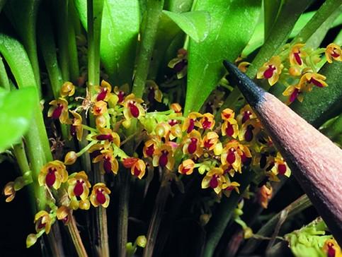 цветы самые-самые Орхидея Platystele genus