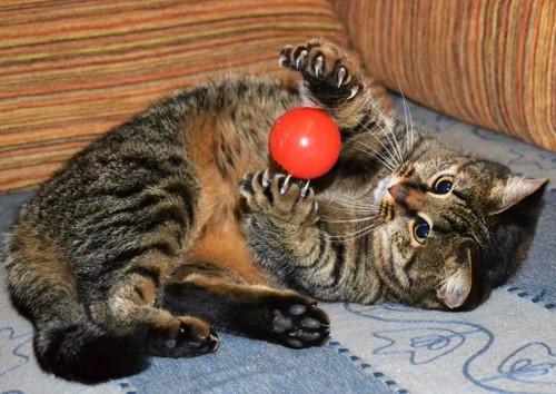 кошка с мячом