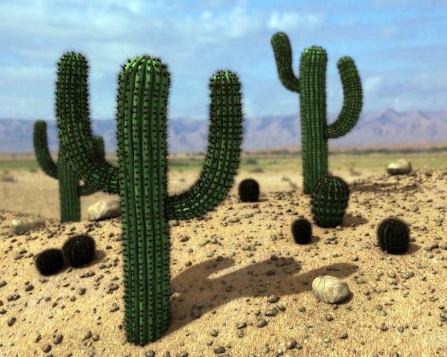 кактусы в пустынях