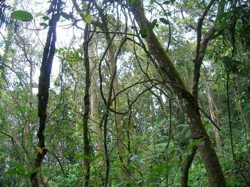 лиана в тропическом лесу