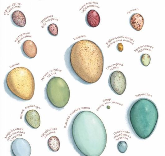 раскрасьте яйца разных птиц