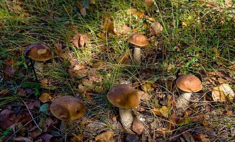 грибы очень ждут осенний дождик