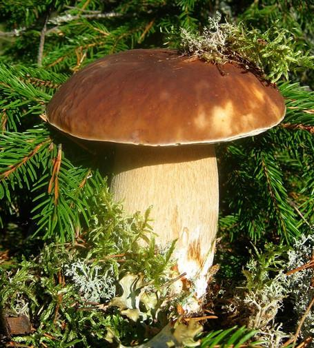 сказка про грибы