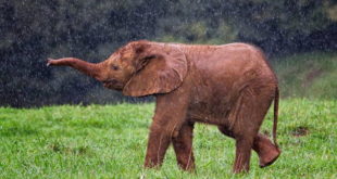 слоненок под дождем
