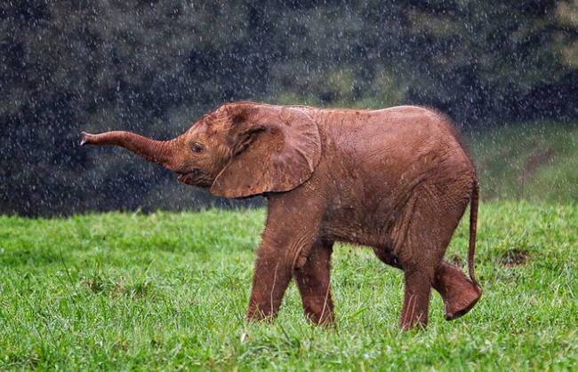 слоненок под дождем