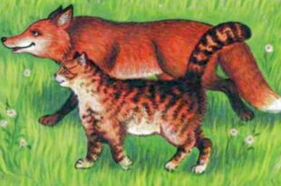 лиса и кот гуляют