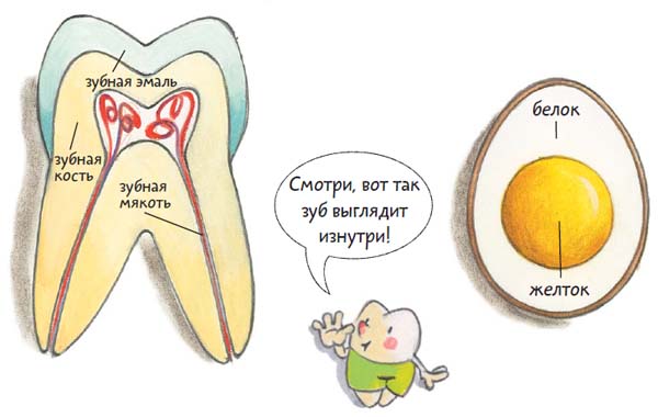 строение молочных зубов у детей